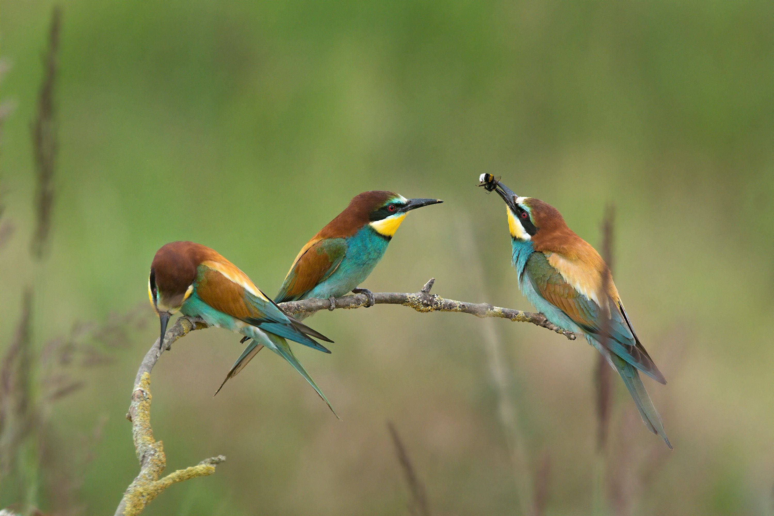 Vlha pestrá (Merops apiaster).02